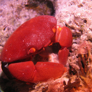 Liveaboard Red Sea