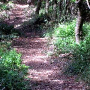 MADEIRA