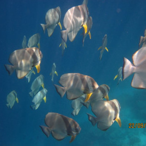Maldivas - Banyan Tree e Angsana Ihuru