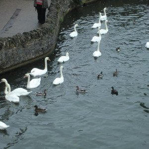 Windsor