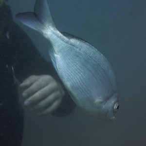 Mergulho