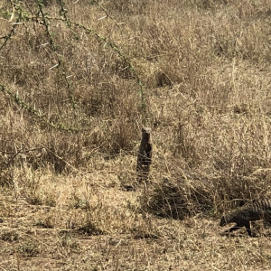 Tanzania