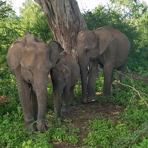 Sri Lanka