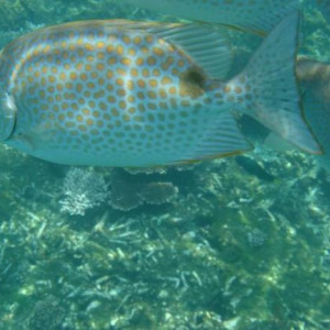 redang