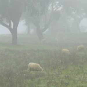 Alentejo