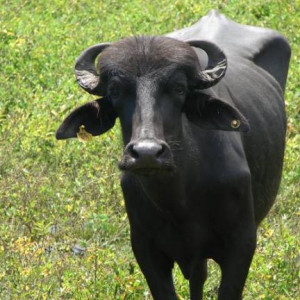 Búfalo