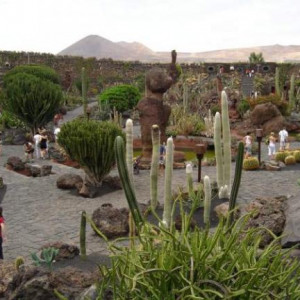 Jardim de Cactos