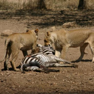 fotos da tanzania