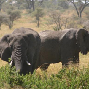fotos da tanzania