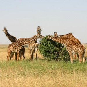 fotos da tanzania