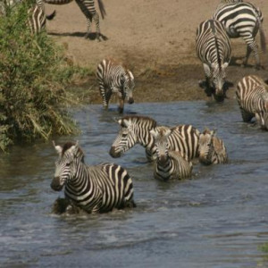 africa