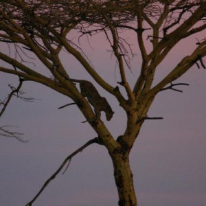 africa