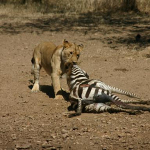 africa