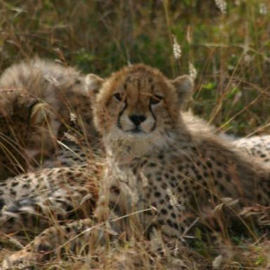 fotos da tanzania
