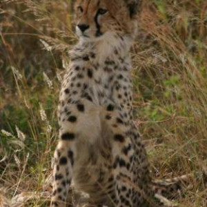 fotos da tanzania
