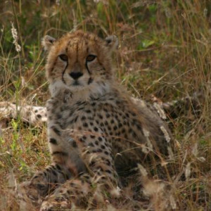 fotos da tanzania