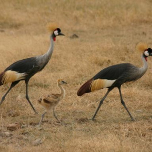 fotos da tanzania