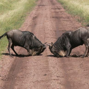 fotos da tanzania
