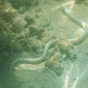 serpente marinha el portillo samaná