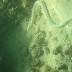 serpente marinha el portillo samaná
