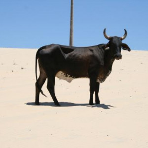 de onde é a foto?