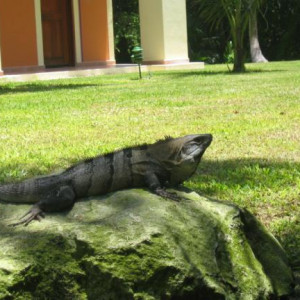 Mexico  2010