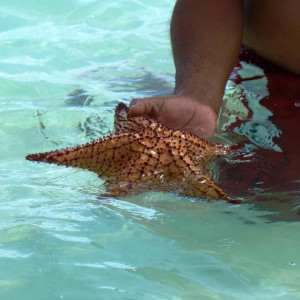 Isla Saona
