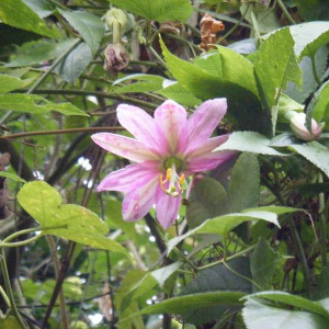 Quinta Jardins do Imperador