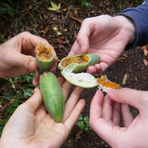 Quinta Jardins do Imperador - Maracujá Banana