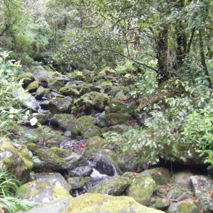 Levada do Caldeirão  Verde