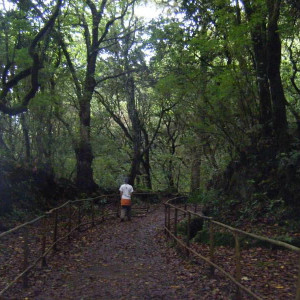 Levada do Caldeirão  Verde