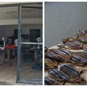 Gaiato em Porto Santo