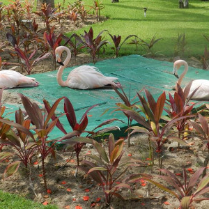 Flamingos hotel