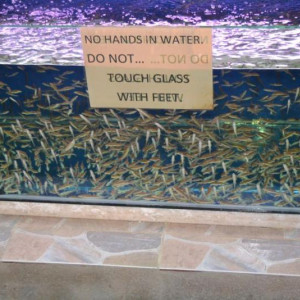 Fish massagem - Chiang Mai