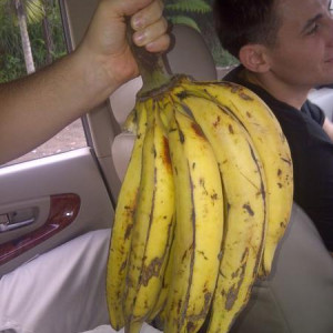 Grandes Bananas