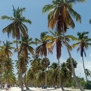 20.saona 2.jpg