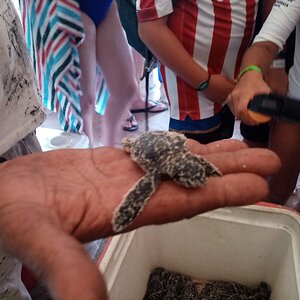 27.saona 3 tartaruga.jpg