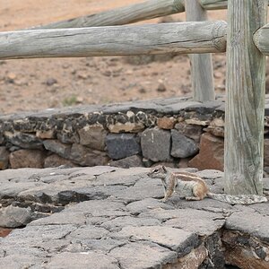 Fuerteventura 0188 (Cópia).JPG