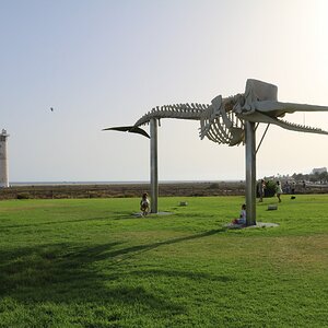 Fuerteventura 0293 (Cópia).JPG