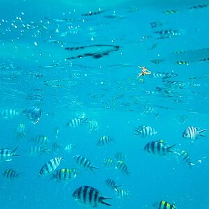 Snorkling and dive Seychelles
