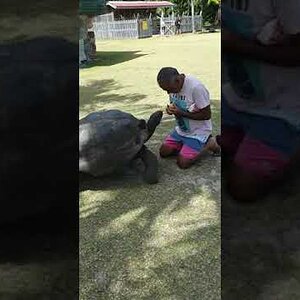 Tortoise na Curiouse Island