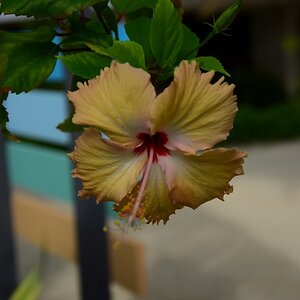 DSC_5362 (Copiar).JPG
