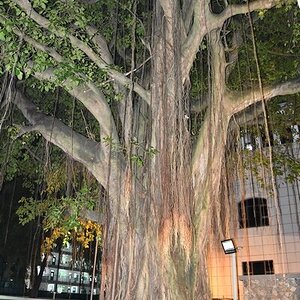 DSC_6445 (Cópia).JPG