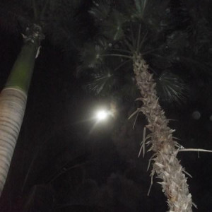 DSCF0539