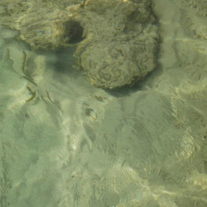 DSCF0742