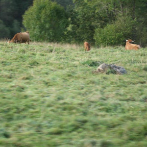 IMG_2776.JPG