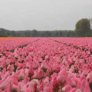 Holanda Dia Da Rainha2010 316