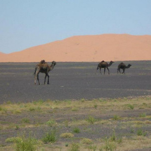 Deserto2
