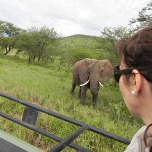 Serengeti