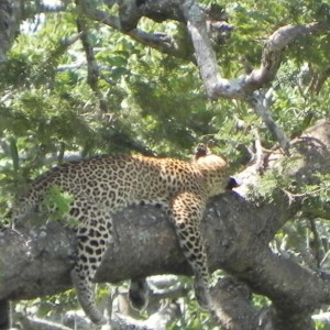 Serengeti